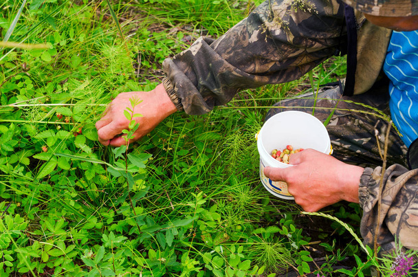 Marja poimija suojapuku kerätään ämpäri luonnonvaraisten punaisten mansikoiden pohjoisessa kasvaa tundralla Yakutia
. - Valokuva, kuva