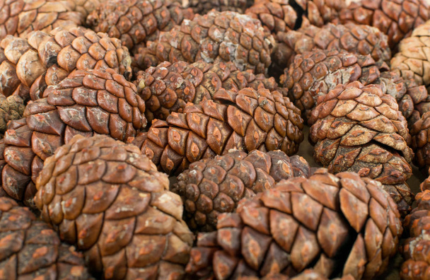 Conos de pino marrón seco fondo, textura o patrón
 - Foto, imagen