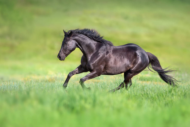 Black stallion run gallop on green field - Photo, Image