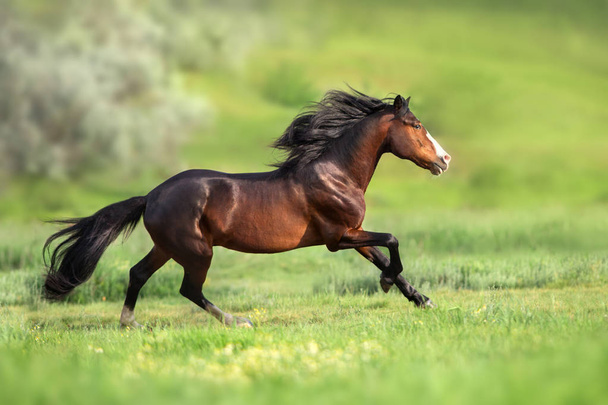 Horse with long mane run gallop  - Photo, Image