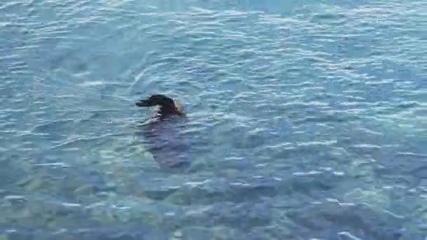 ガラパゴス諸島のイスラロボで泳ぐアシカの高角ショット - 映像、動画