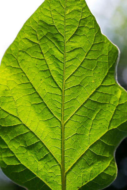 πράσινο φύλλο των μακρο-φυτών - Φωτογραφία, εικόνα