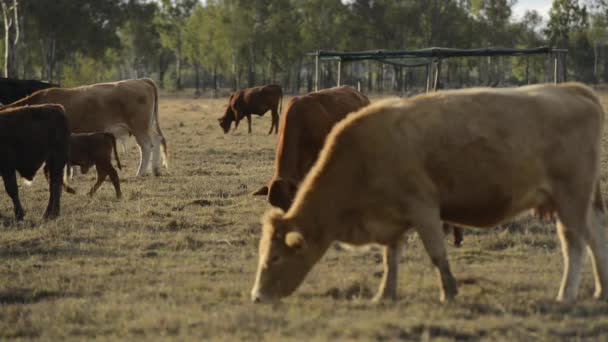 Skupina býků a krav na venkově. - Záběry, video