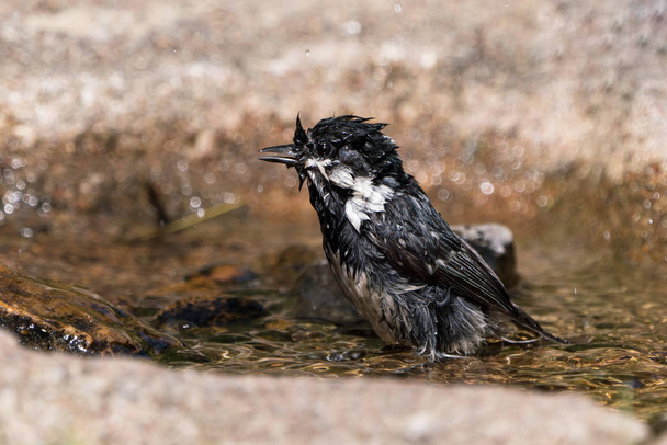 Coal tit in bird bath - Photo, Image