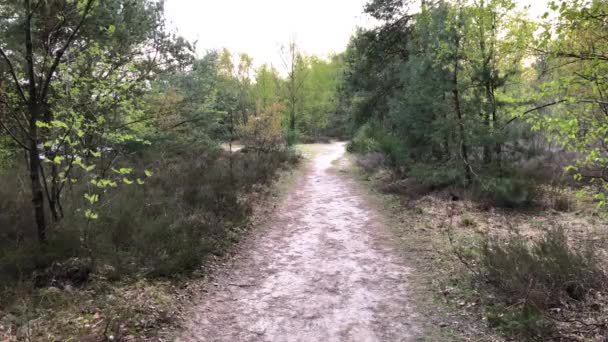 Mooi meisje rennen met een hond in het bos - Video