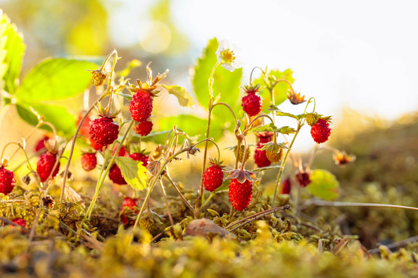  Wilde aardbeien op zonnige dag in bos. - Foto, afbeelding