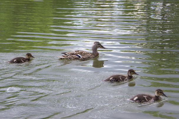 Duck family on a boat trip. - Valokuva, kuva