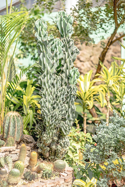 Botanical garden with tropical plants and flowers indoors in sunlight - Foto, immagini