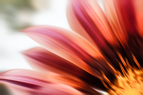 Image floue des fleurs de gerbera
 - Photo, image
