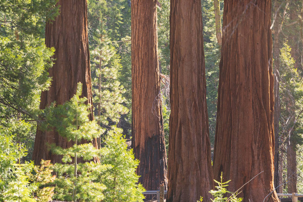 Óriás SEQUOIAS Forest. Sequoia Nemzeti Park Kaliforniában Sierra Nevada-hegység, Egyesült Államok. Klasszikus kilátás híres óriás Sequoia fák, más néven óriás Redwoods vagy Sierra Redwoods - Fotó, kép