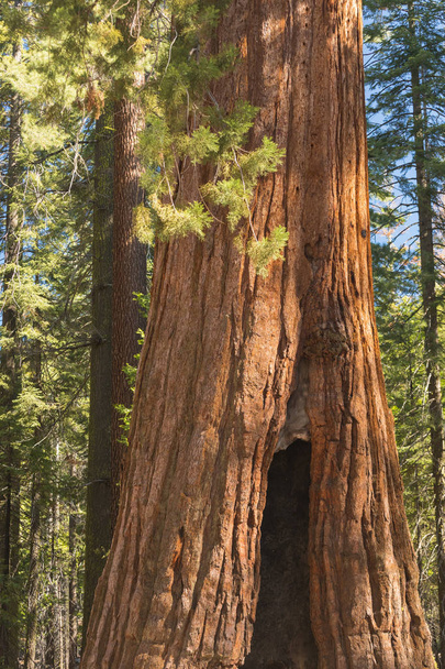 ジャイアント・セコイアス・フォレストカリフォルニアシエラネバダ山脈のセコイア国立公園, アメリカ合衆国.また、巨大なレッドウッドやシエラレッドウッドとして知られている有名な巨大なセコイアの木の古典的な眺め - 写真・画像
