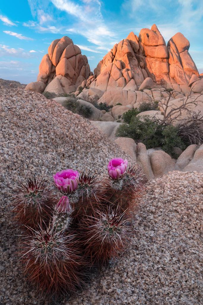 Joshua Tree National Park, Mojave Desert and flowers, California, USA. Jumbo rocks at sunset. Beautiful landscape background - Photo, Image