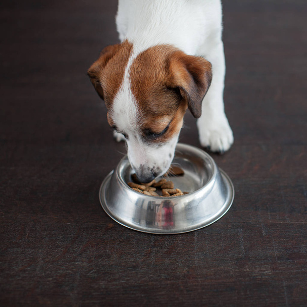 Dog eating food from bowl - Foto, afbeelding