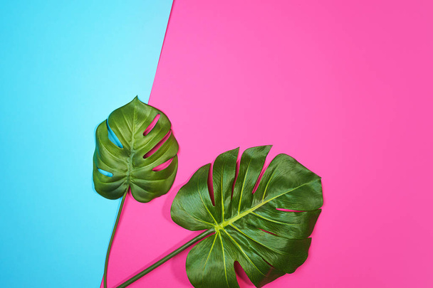 Tropical leaves Monstera isolated, Swiss Cheese Plant, on pink blue background. - Photo, Image
