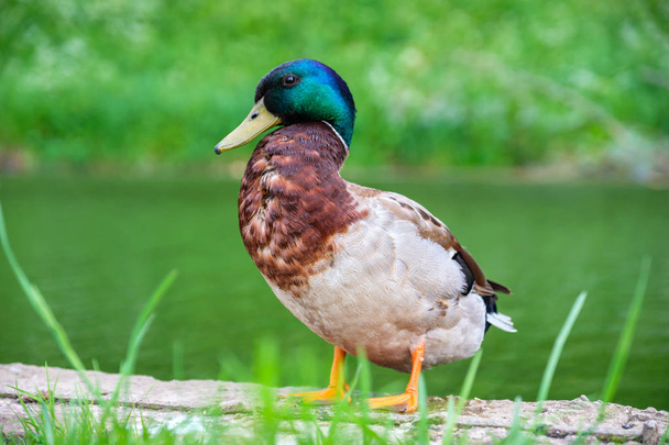 Mallard Duck - Photo, Image