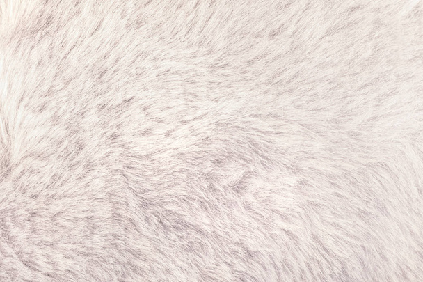 Texture of shaggy fur background. Detail of soft hairy skin material. - Photo, Image