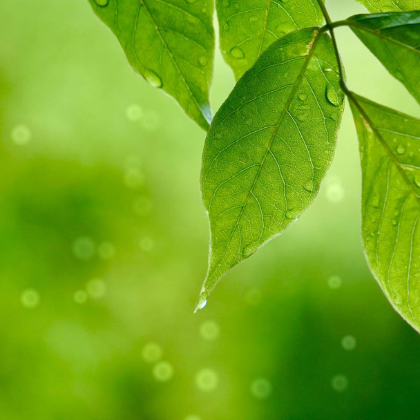        zelené stromové listy a větve přírody v létě, zelené pozadí                         - Fotografie, Obrázek