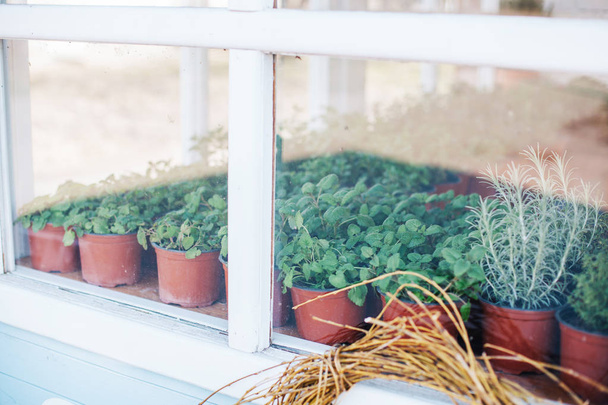 pencere üzerinde saksı yeşil bitkiler - Fotoğraf, Görsel