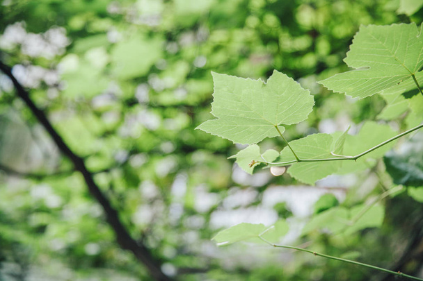 selective focus of green leaves on twigs - Photo, Image