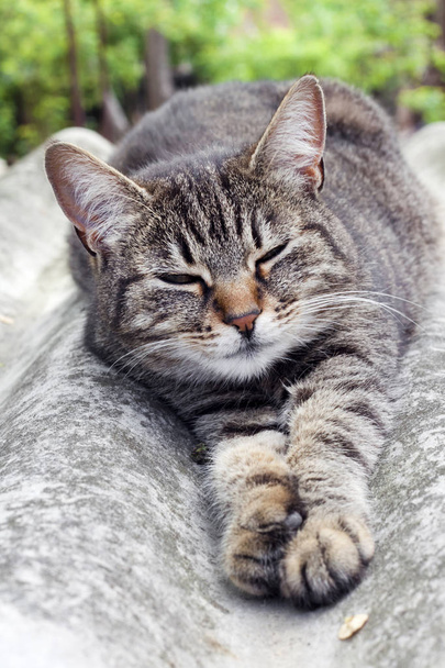 Kočka Tabby ležící na břidlicové střeše a odpočívá - Fotografie, Obrázek