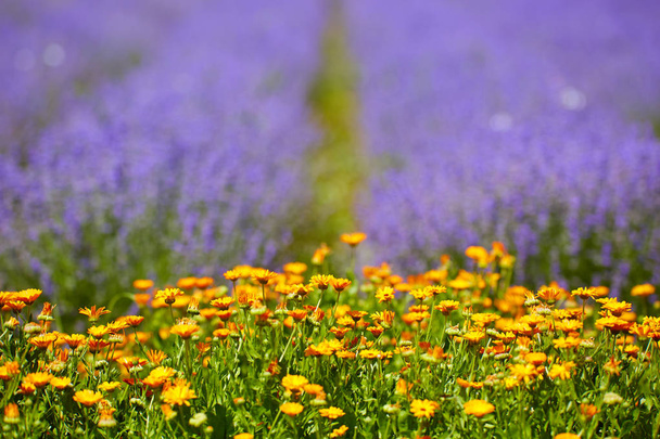Compressed landscape of lavender fields in bloom - Foto, immagini