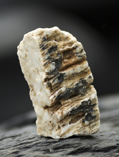 tengeri kövek - Fotó, kép