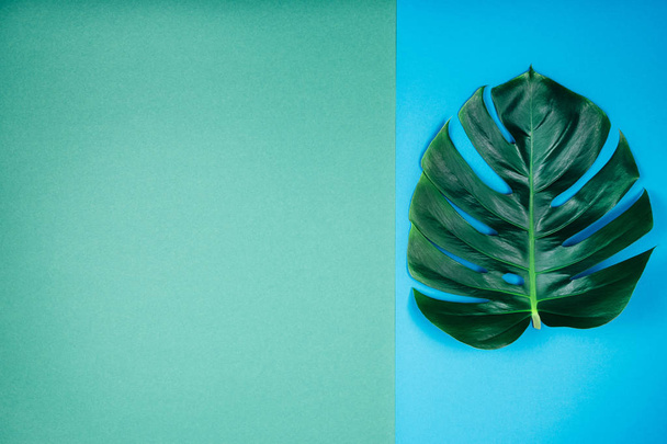 Tropische exotische plant groene Monstera blad op koraal Smaragd blauw-groene achtergrond. - Foto, afbeelding