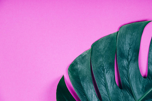 Tropical exotic plant green monstera leaf on pink pastel background.  - Фото, зображення