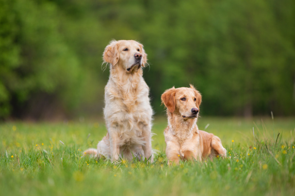 Deux chiens Golden Retriever sur une prairie verte
 - Photo, image