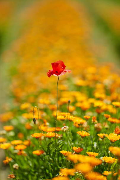 Single poppy in a yellow flowers bed - Foto, immagini