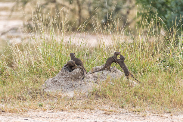 Colonie de mangoustes naines sur un termite
 - Photo, image