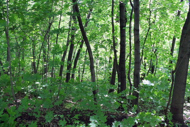 grüne Bäume im Wald. Weg im Park - Foto, Bild