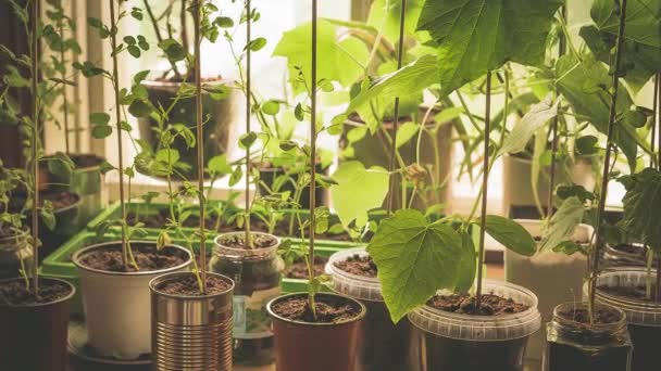 Un potager avec de jeunes légumes bio, cultivés sur place plantes de concombre, pois mange-tout et poivre poussant dans différents pots réutilisés sur le comptoir de la cuisine en face de la fenêtre
 - Séquence, vidéo