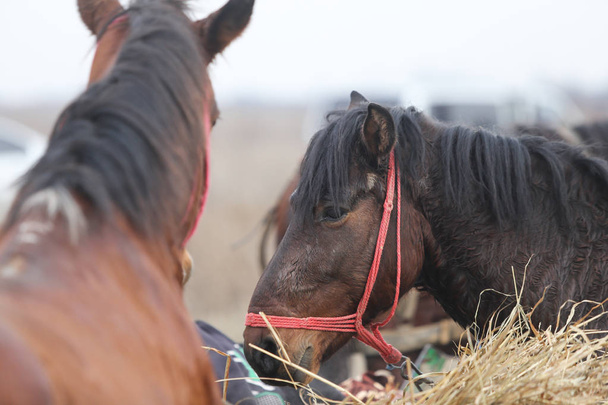 Romanya'nın kırsal kesiminde süslenmiş bir atla ilgili ayrıntılar - Fotoğraf, Görsel