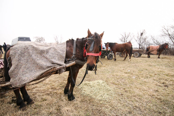 Détails avec un cheval orné en Roumanie rurale
 - Photo, image