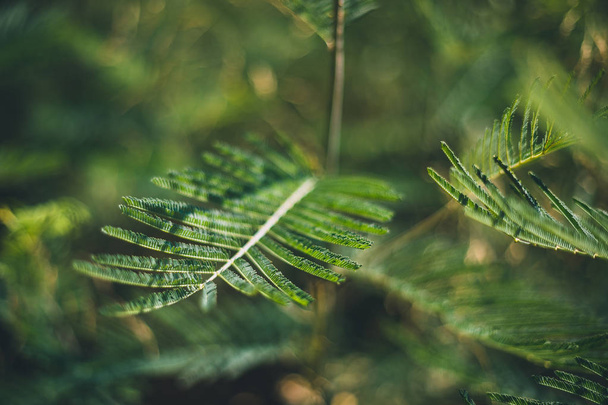 Vihreä puunlehti
 - Valokuva, kuva