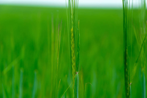 Closeup view of barley spikelets or rye in barley field. Green b - Fotografie, Obrázek