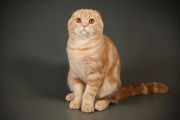 Scottish fold shorthair cat on colored backgrounds - Photo, Image