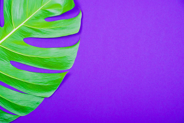 Planta tropical verde hoja monstera sobre fondo violeta (púrpura) color
. - Foto, imagen