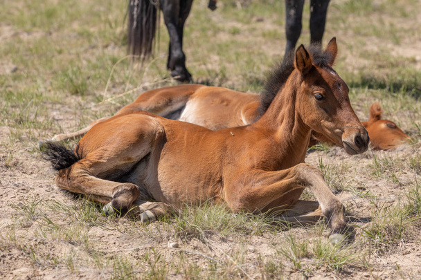 um potro de cavalo selvagem bonito no deserto de Utah na primavera
 - Foto, Imagem