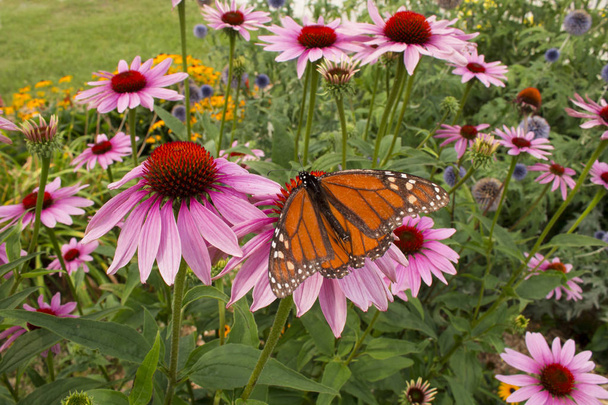 Variety of beautiful flowers attracts an orange and black monarch butterfly - Photo, Image