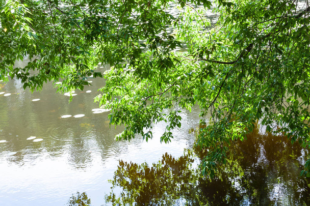branches vertes de frêne d'érable sur étang forestier
 - Photo, image