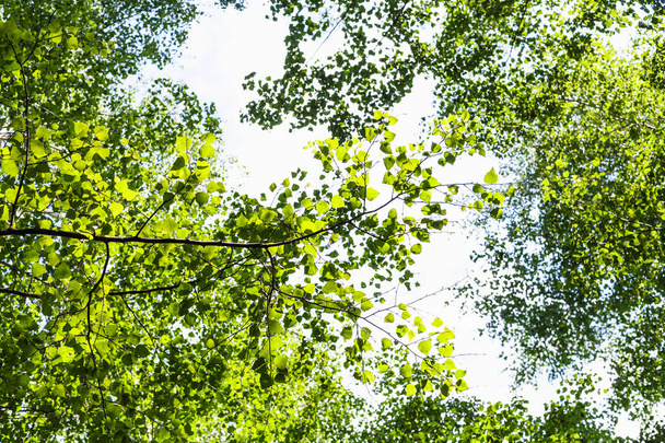 Grüner Zweig der Pappel im Sommer im Wald - Foto, Bild