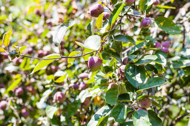 onrijpe vruchten op groene takken van wilde perenboom - Foto, afbeelding