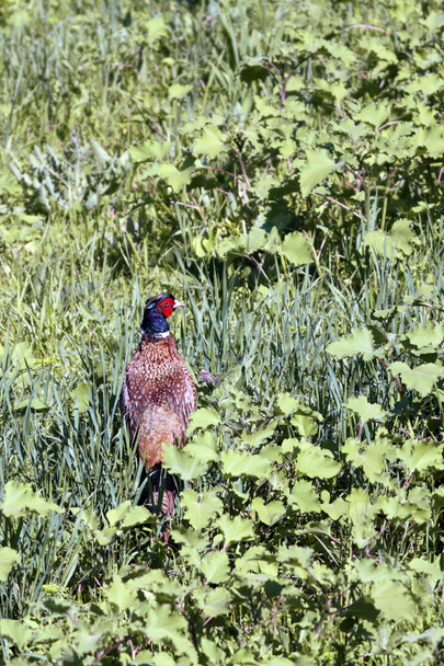 erkek phasianus colchicus yeşil çayır üzerinde - Fotoğraf, Görsel