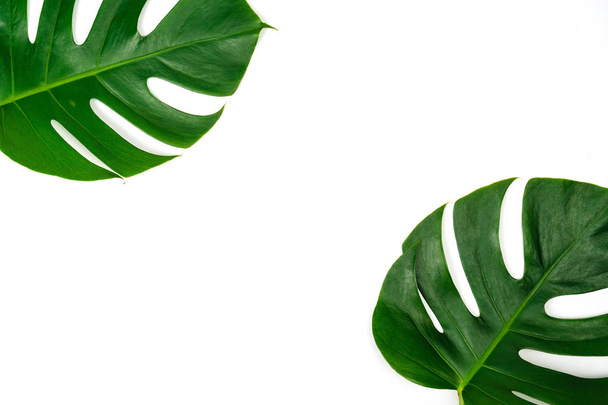 Monstera green leaf isolated on white background in flat lay sty - Zdjęcie, obraz