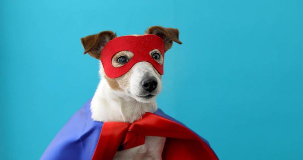 Koira jack russell super sankari puku
 - Valokuva, kuva
