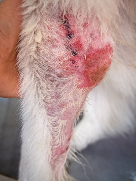 In selective focus of the Dermatitis disease on dog leg,itchy and sculpt,skin problem in dog,hypersensitivity,unhealthy. - Photo, Image