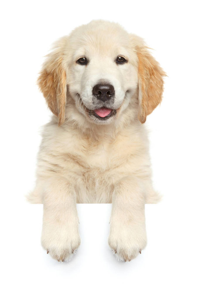 Happy dog above banner, - Фото, изображение