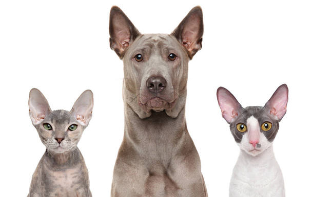 Close-up of a cats and dog - Photo, Image